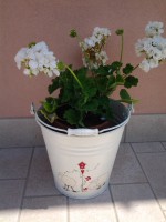 /album/galleria-fotografica/a20140521-140634-jpg/